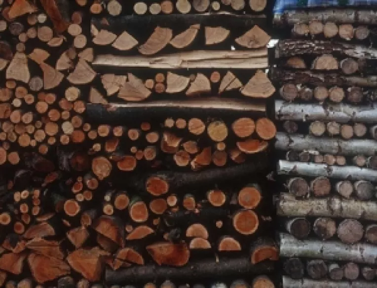 De lemn: Guvernantii actuali folosesc o limba straina de bunul-simt elementar