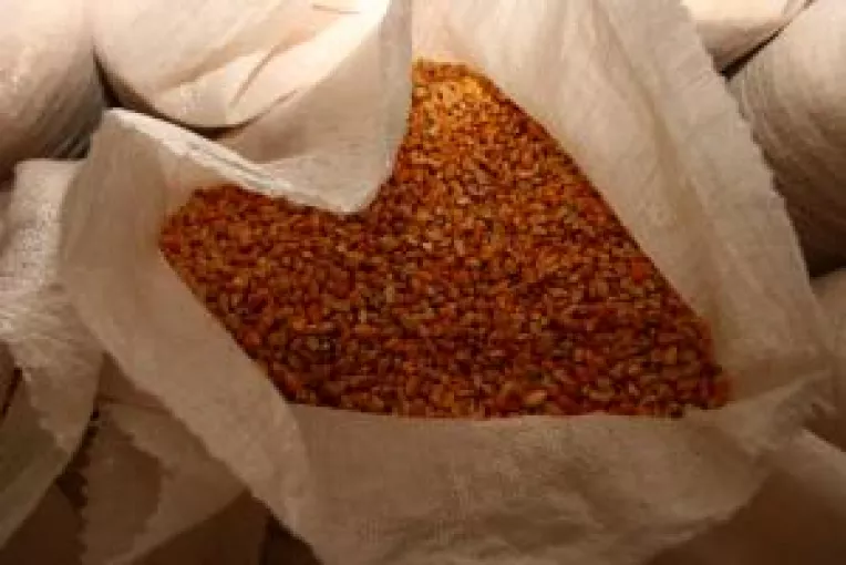 Samanta de porumb, scumpa ca aurul